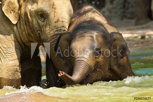 Picture of Asiatischer Elefant Elephas maximus